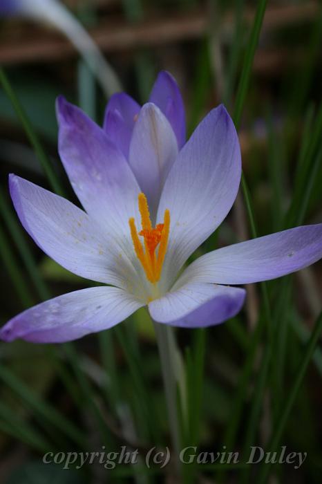 Crocuses, Tindale Gardens IMG_6763.JPG